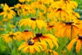 Beautiful yellow flowers Echinacea paradoxa with colorful