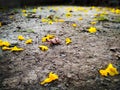 Beautiful yellow flowers fell on ground