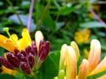 Yellow flowers in the field, Kellerwald, Edersee