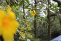 Unfocoused yellow flowers in the woods Royalty Free Stock Photo