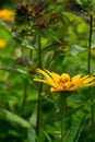 Beautiful yellow flowers with fresh green background