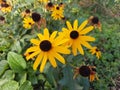 Beautiful yellow flowers in the garden in Germany