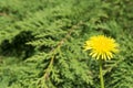 beautiful yellow flowers in the garden with spring bokeh background, nature outdoor. Royalty Free Stock Photo
