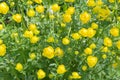 beautiful yellow flowers in the garden with spring bokeh background, nature outdoor. Royalty Free Stock Photo