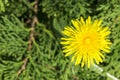 Beautiful yellow flowers in the garden with spring bokeh background, nature outdoor, top view. Royalty Free Stock Photo