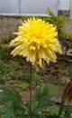 Beautiful yellow flowers garden in udalguri, india.