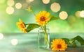 Beautiful yellow flowers in glass small bottle on green background with festive bokeh. Autumn Floral Bouquet in home interior Royalty Free Stock Photo