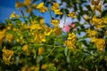 Beautiful yellow flowers, beautiful Gold flower