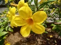Beautiful Yellow flowers green leaves, Closeup image Yellow flower in garden, natural flowers garden most beautiful yellow flower