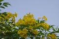 Beautiful yellow flowers and green leaves of Yellow elder