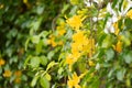 Beautiful yellow flowers with green leaves against summer blue s