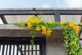 Beautiful yellow flowers with green leaves  on metal fence  door over blue sky background , Catclaw Vine, Cat Claw Creeper plants Royalty Free Stock Photo