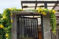 Beautiful yellow flowers with green leaves on metal fence door over blue sky background , Catclaw Vine, Cat Claw Creeper plants