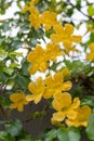 Beautiful yellow flowers with green leaves against summer blue s Royalty Free Stock Photo