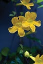 Beautiful yellow flowers with green leaves over blue backgrou Royalty Free Stock Photo