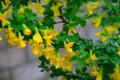 Yellow flowers and green leaves on a plant branch. Stock Photo