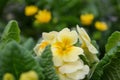 Beautiful yellow flowers in the garden closeup