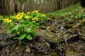 Beautiful yellow flowers growing near small stream outdoors Royalty Free Stock Photo