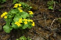 Beautiful yellow flowers growing near small stream outdoors Royalty Free Stock Photo