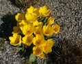 Beautiful Yellow Flowers grown in park near Prague in spring Royalty Free Stock Photo