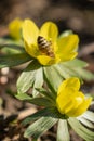 Beatiful flower with hard working bee Royalty Free Stock Photo