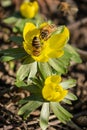 Beatiful flower with hard working bees Royalty Free Stock Photo