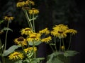 Beautiful yellow flowers of heartleaf oxeye