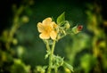 Beautiful yellow flowers images tamil nadu Royalty Free Stock Photo