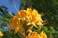 Beautiful yellow flowers of Japanese rhododendron close-up against the background of green trees and blue sky Royalty Free Stock Photo