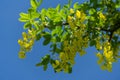 Beautiful yellow flowers of Laburnum anagyroides, common laburnum, golden chain or golden rain, against blue spring sky