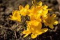 Beautiful yellow flowers on the lawn Royalty Free Stock Photo