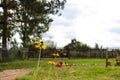 Beautiful yellow flowers on a lawn in the courtyard of a rural house, against the sky and fencing. Royalty Free Stock Photo