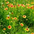 Beautiful yellow flowers on the lawn Royalty Free Stock Photo