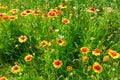 Beautiful yellow flowers on the lawn Royalty Free Stock Photo