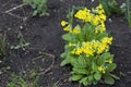 beautiful yellow flowers on a lawn photo for text and advertising Royalty Free Stock Photo