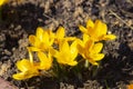 Beautiful yellow flowers on the lawn Royalty Free Stock Photo