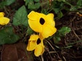 Beautiful yellow flowers like sunflowers