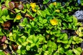 Beautiful yellow flowers, Lysimachia nummularia, golden creeping blooming in the garden