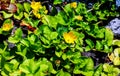 Beautiful yellow flowers, Lysimachia nummularia, golden creeping blooming in the garden