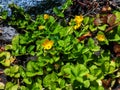 Beautiful yellow flowers, Lysimachia nummularia, golden creeping blooming in the garden