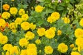 Beautiful yellow flowers marigold Royalty Free Stock Photo