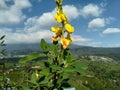 beautiful yellow flowers on the mountain