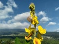 beautiful yellow flowers on the mountain