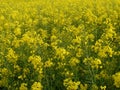 Beautiful yellow flowers -natural background...