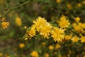 Beautiful yellow Flowers in the Nature. Royalty Free Stock Photo