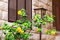 Yellow flowers near ancient building Royalty Free Stock Photo
