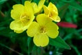 Beautiful yellow flowers of Oenothera. Royalty Free Stock Photo