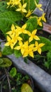 beautiful yellow flowers raining in the garden