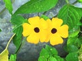 Beautiful Yellow Flowers Among The Rocks