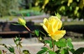 Beautiful yellow flowers roses green leaf closeup nature romantic garden morning dew still life background